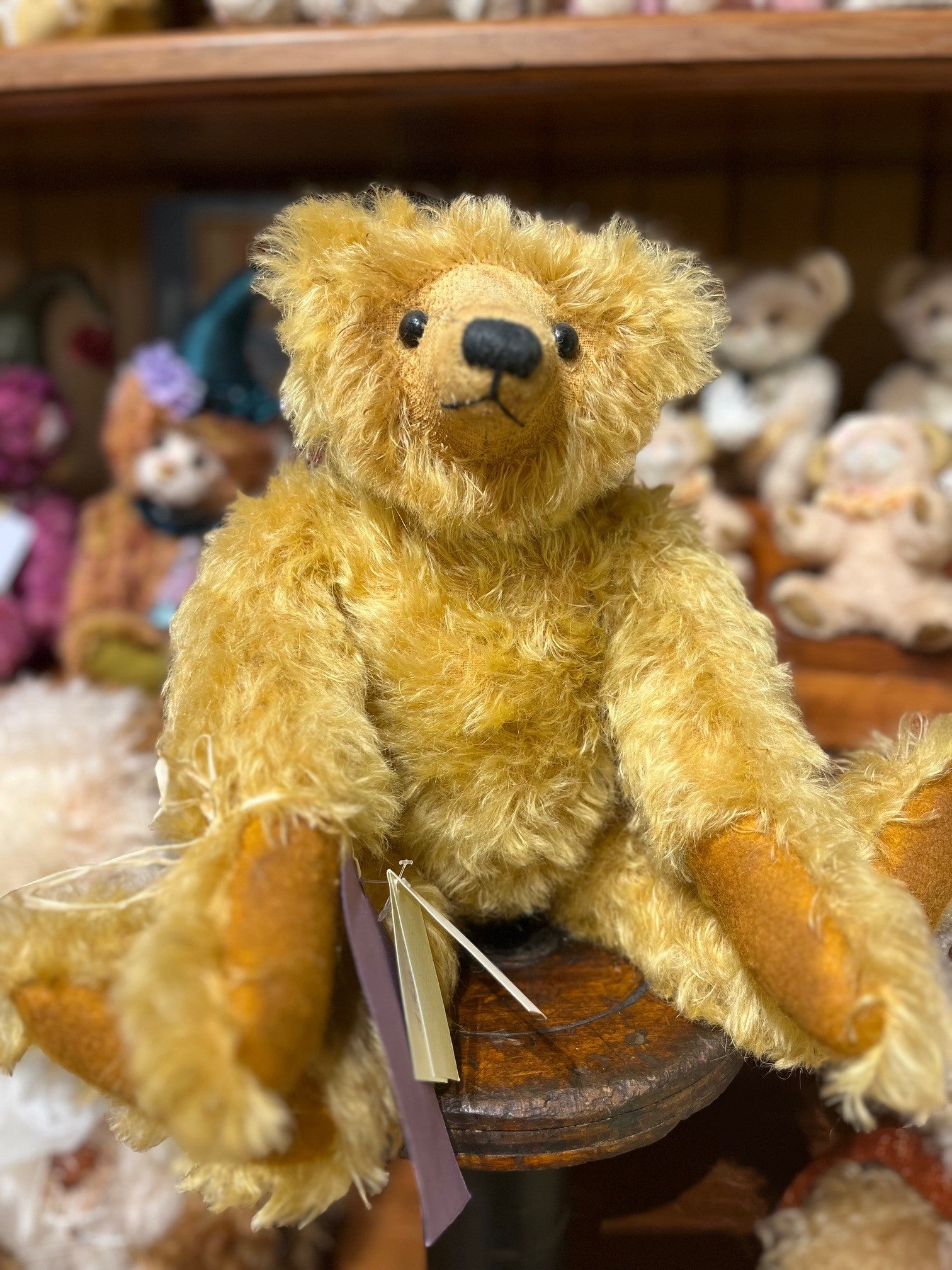 Olliver – The Teddy Bear Shop Hobart