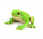 Fletcher | Green Tree Frog