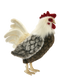 Felix | Rooster