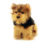 Archie | Australian Yorkshire Terrier