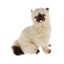 Toffee Himalayan Cat